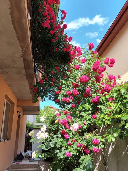 Toamnei nr. 52, Bucuresti.